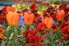 RHS Membership