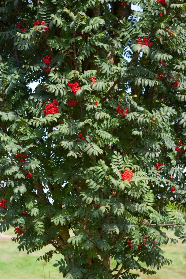 Sorbus Aucuparia Fastigiata Rowan Fastigiata RHS Gardening