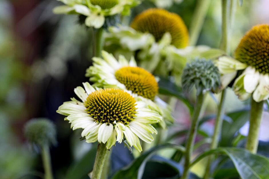 Echinacea Sunseekers Apple Green Ifecssag Sunseekers Series