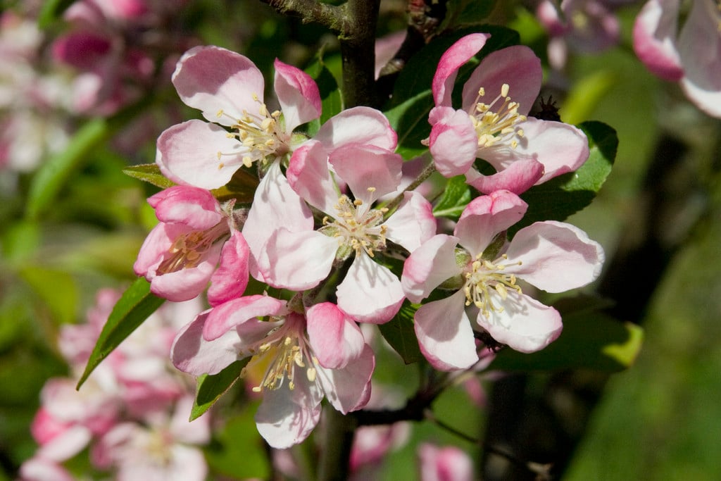 Search the RHS website for gardening knowledge / RHS Gardening