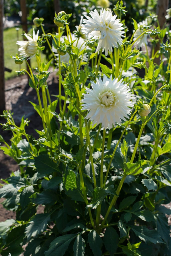 white lace plant