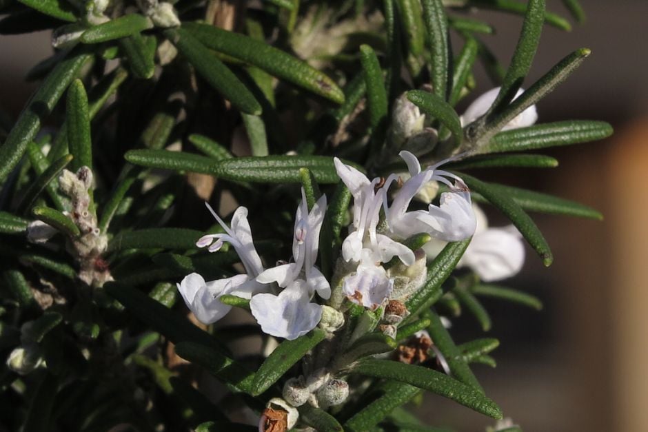 Rosmarinus Officinalis Albus Rosemary Albiflora Group Shrubs RHS