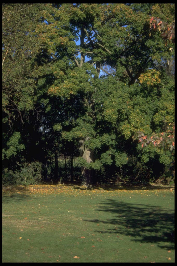 Search The Rhs Website For Gardening Knowledge I Acer Platanoides