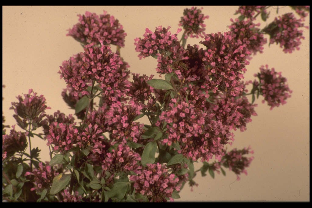 origanum laevigatum