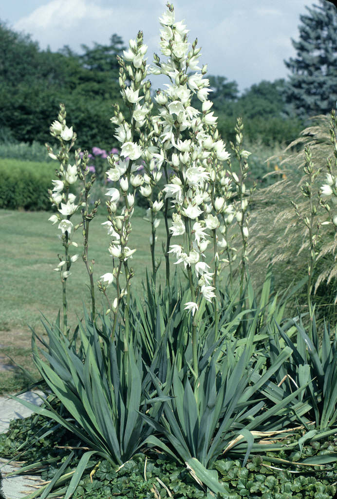 Yucca Flaccida Ivory