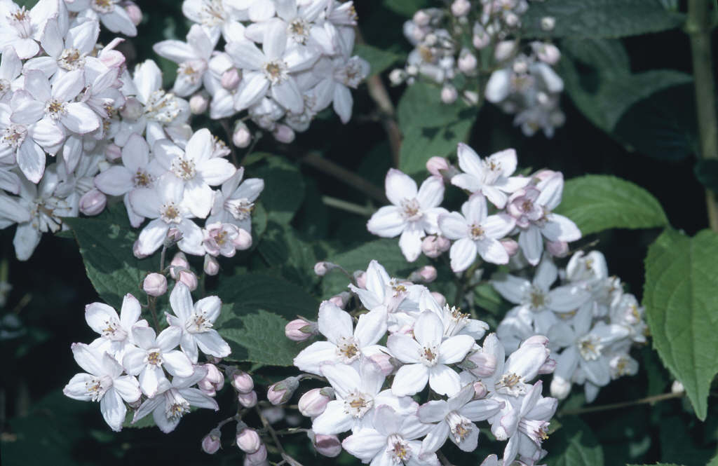 deutzia mont rose