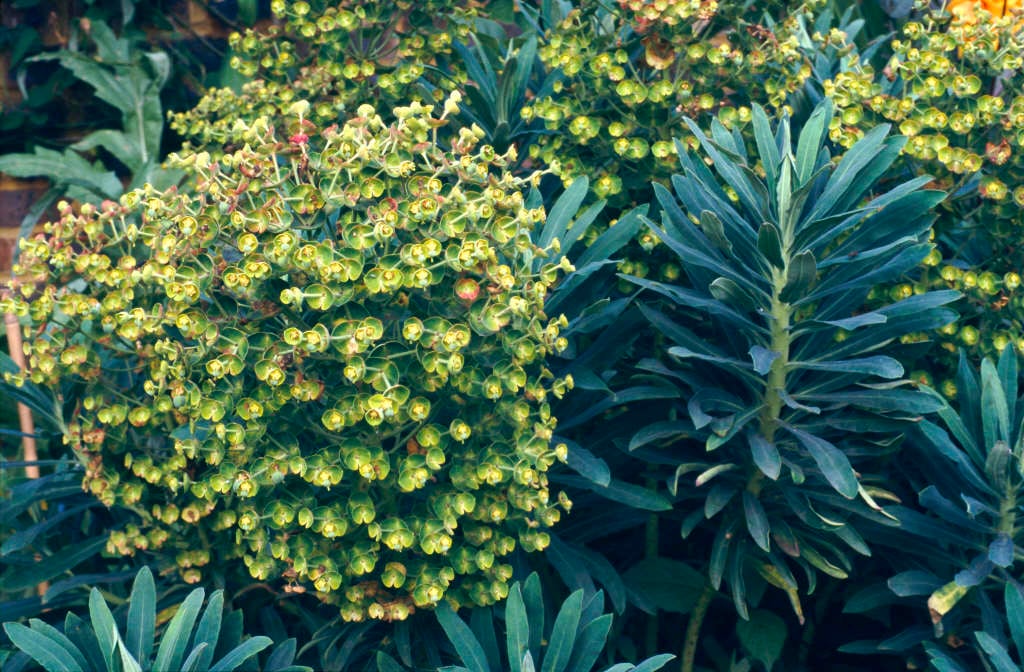 Euphorbia Pruning