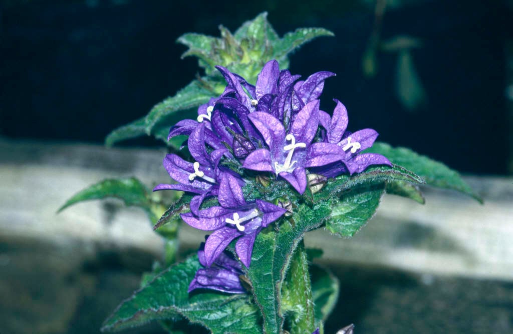 Campanula Superba