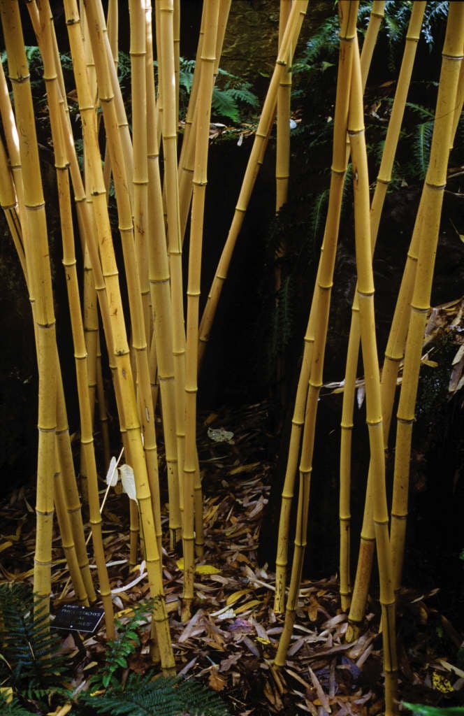 Phyllostachys Vivax F Aureocaulis Golden Chinese Timber Bamboo RHS