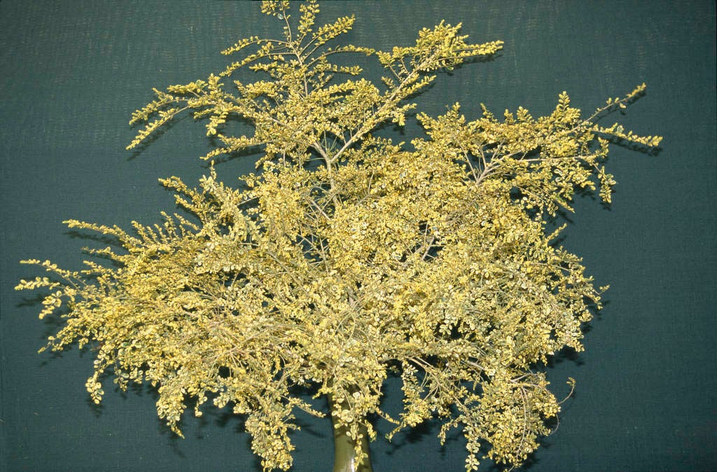 Azara Microphylla Variegata