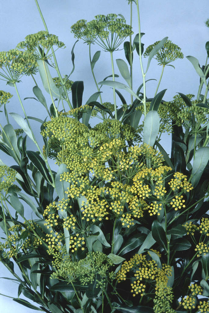 Bupleurum Fruticosum