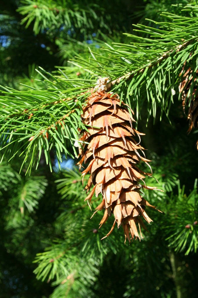 Pseudotsuga menziesii