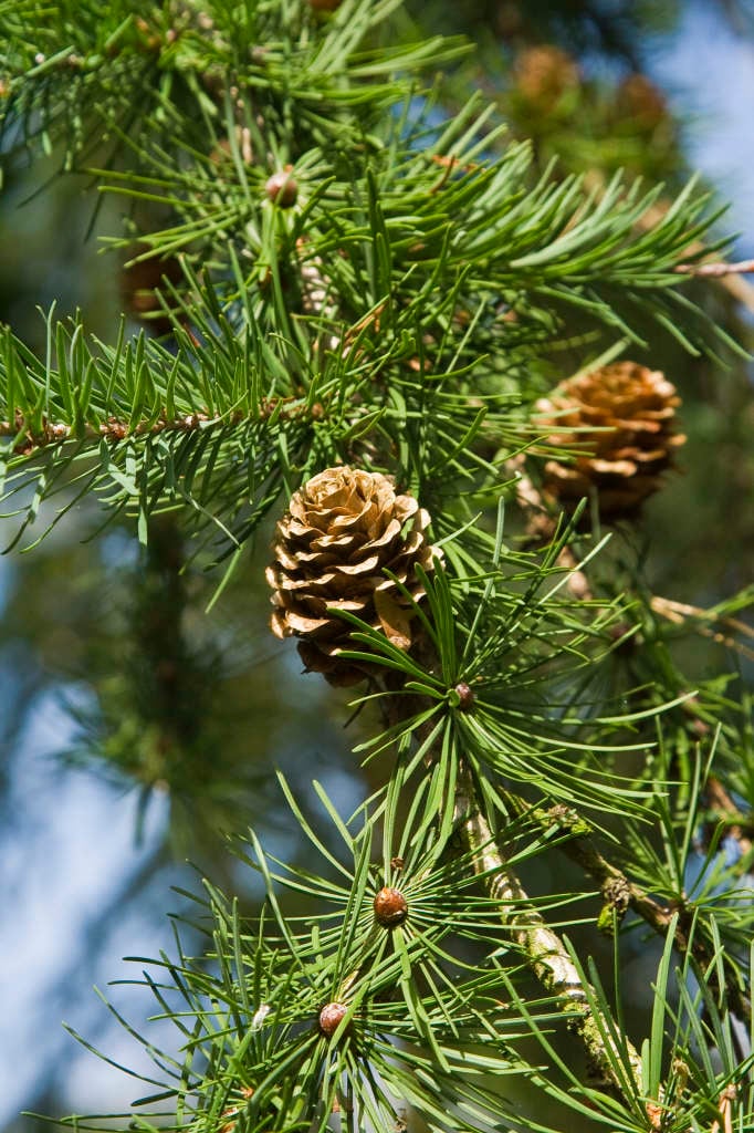 Larix kaempferi