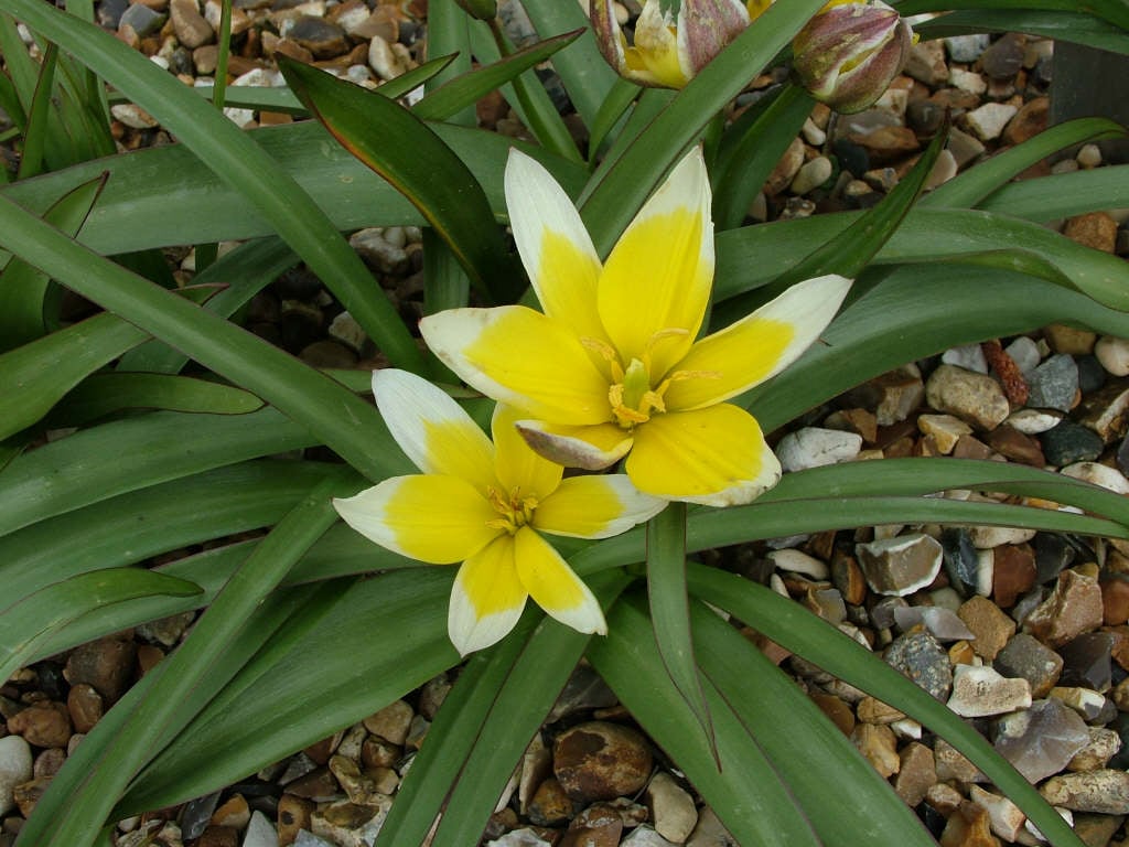 Tulipa Tarda