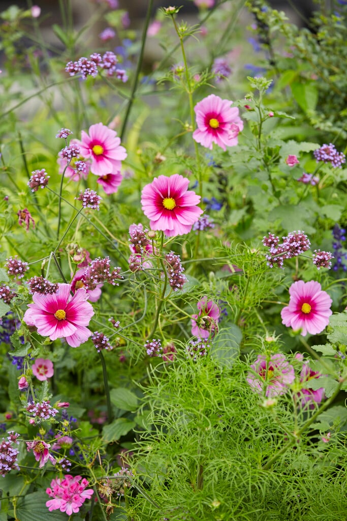 Cosmos Bipinnatus Sonata Pink Blush Pas1788 Sonata Series