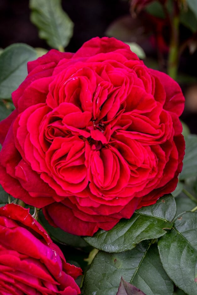 Rosa Proper Job Tan Pbr Ht Rose Proper Job Roses Rhs