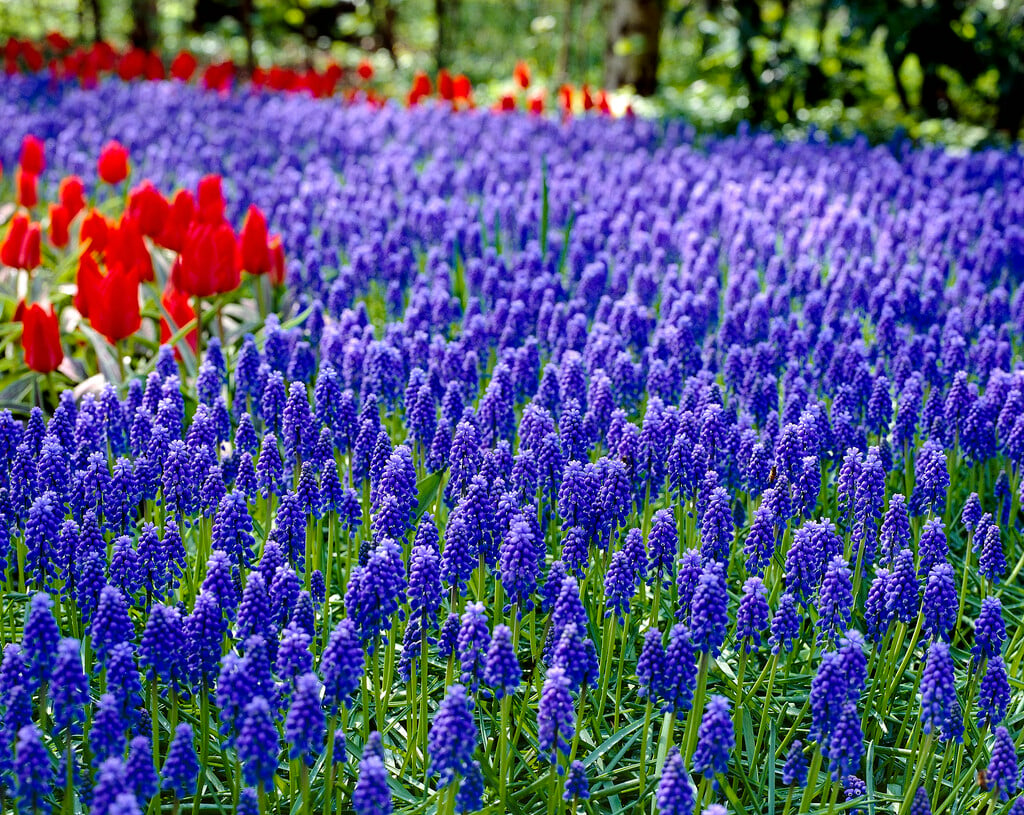 Muscari Armeniacum Blue Pearl Bulbs Rhs Gardening