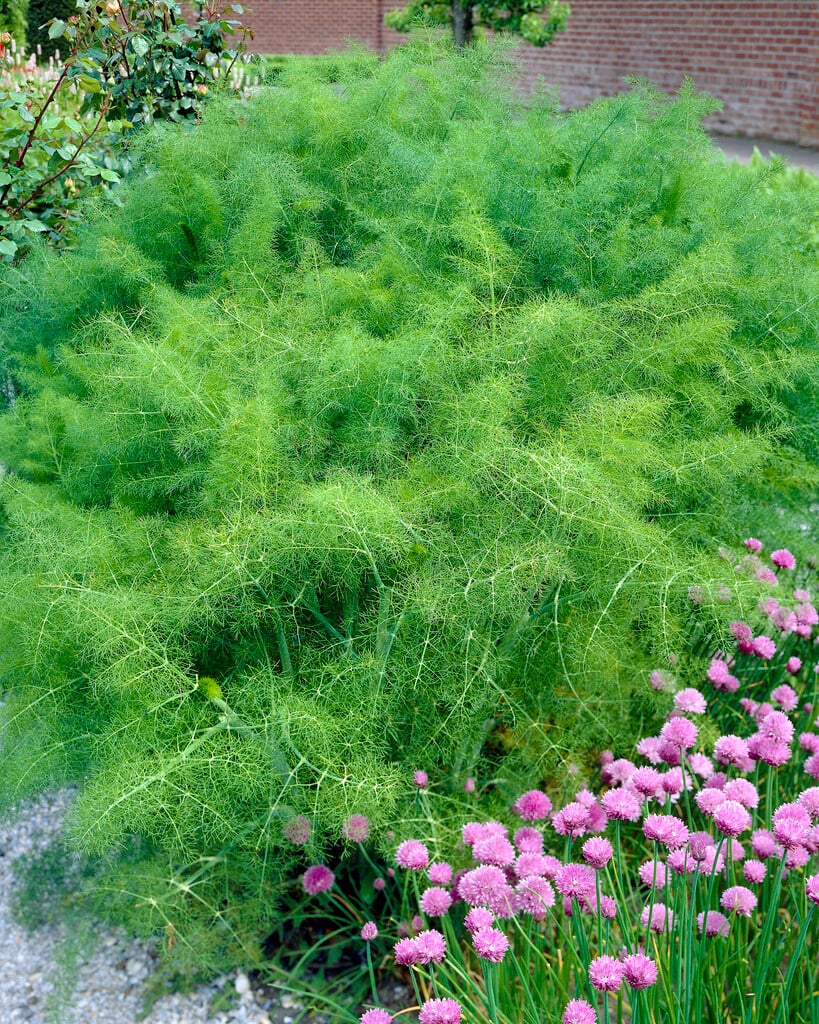 Foeniculum Vulgare Common Fennel Herbs Culinary RHS Gardening