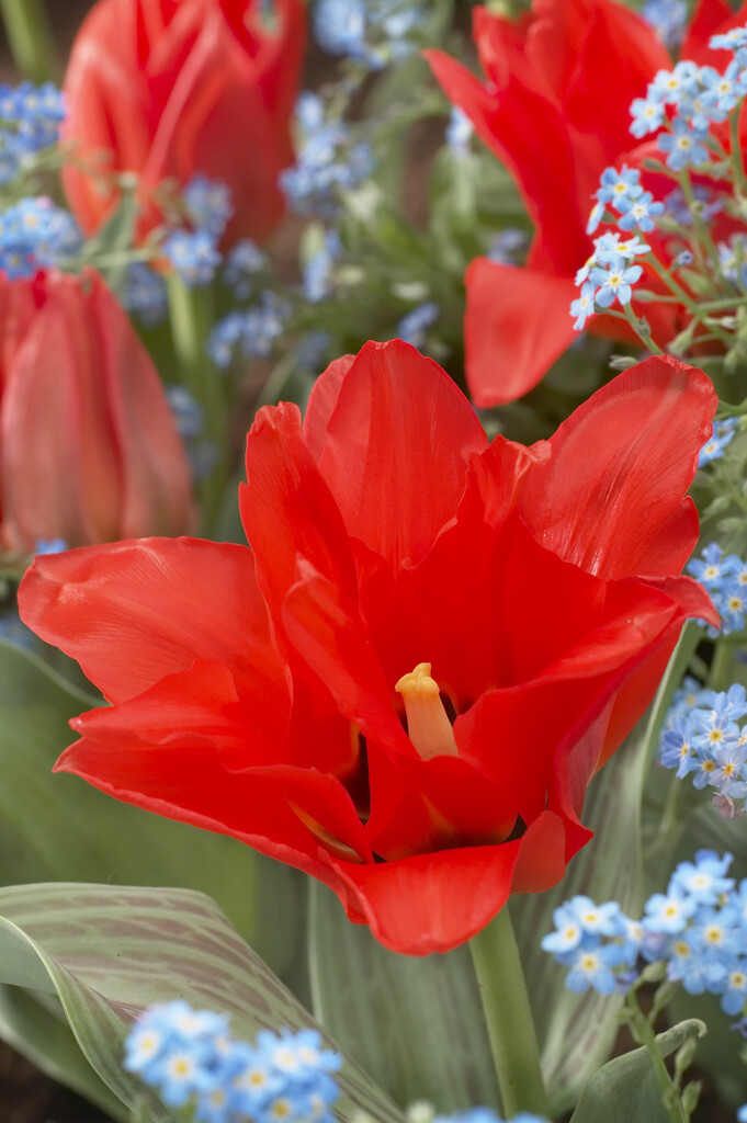 Tulipa Double Red Riding Hood 14 V Tulip Double Red Riding Hood