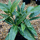 Aucuba Longifolia