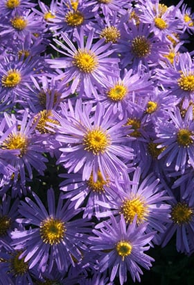 Click here for more information