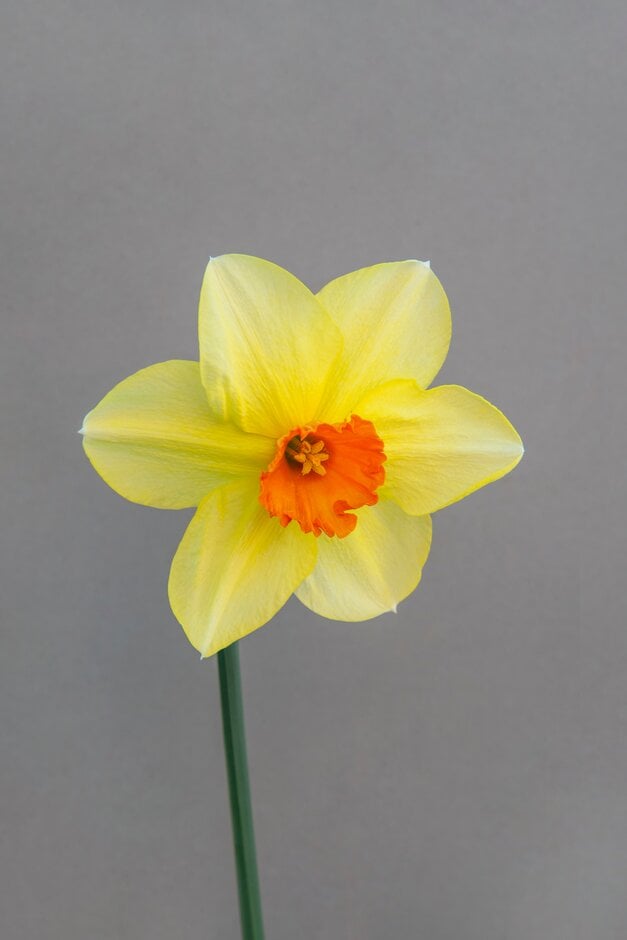 daffodil 'Jackpot'
