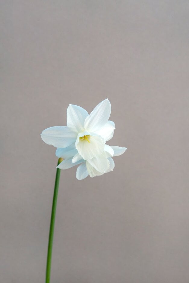 daffodil 'Niveth'