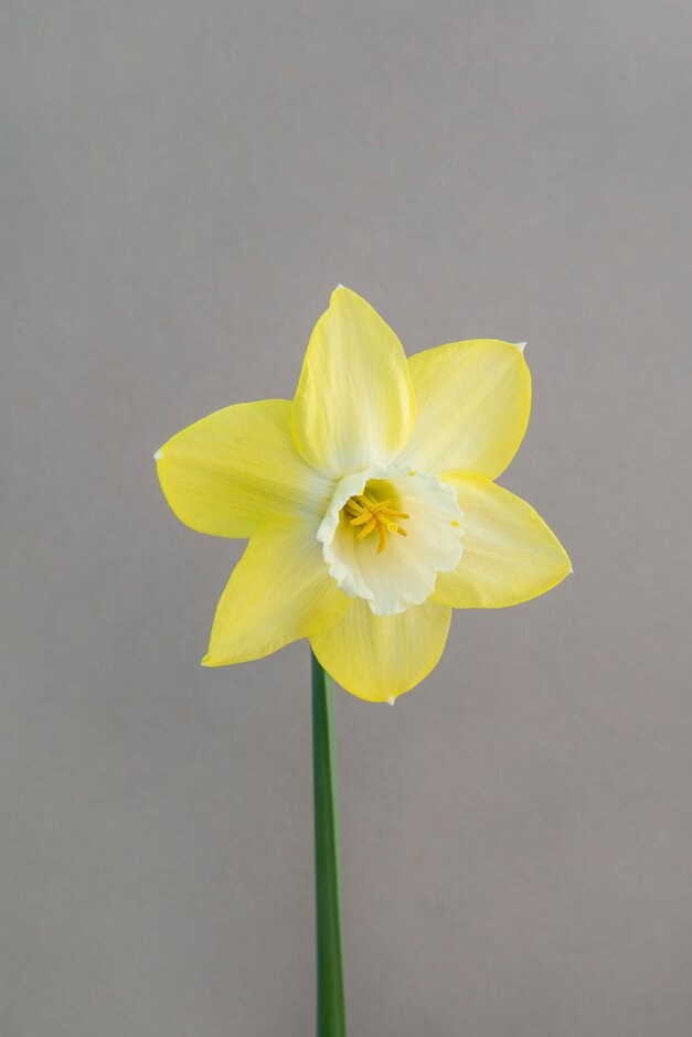 daffodil 'Binkie'