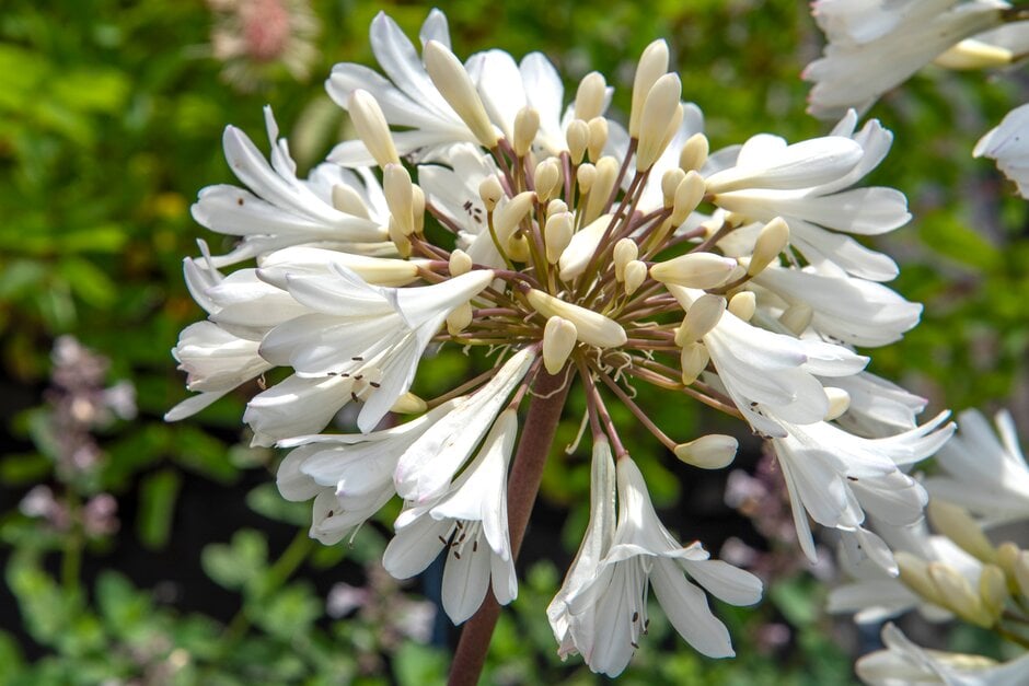African lily 'Arctic Star'