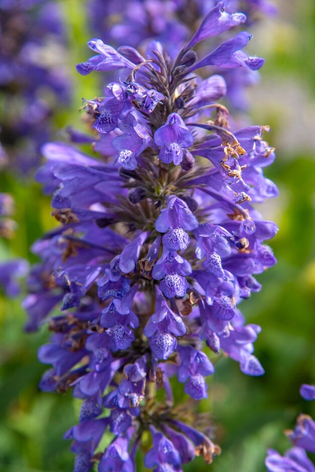 catmint 'Blue Dragon'