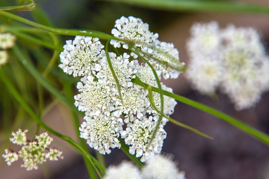 corky-fruited water dropwort