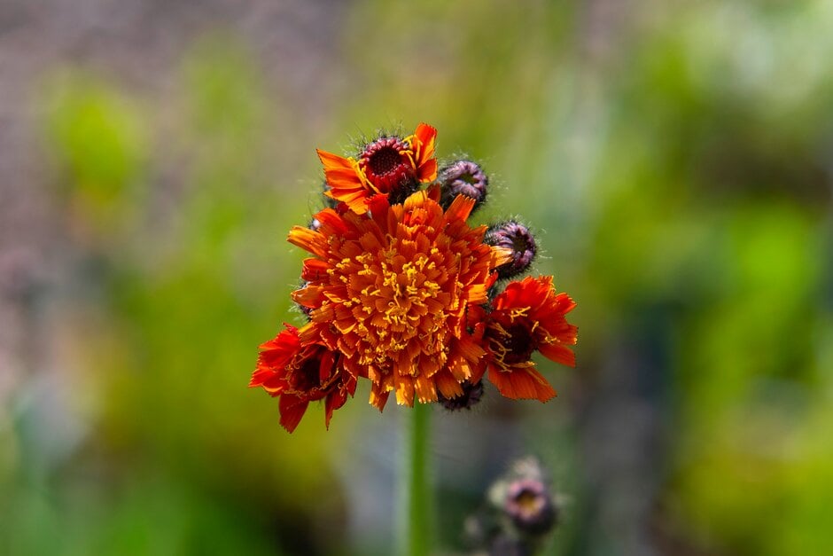 fox and cubs