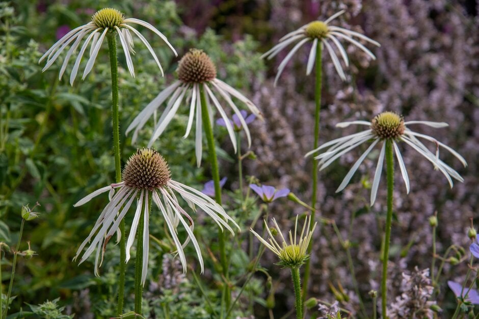 coneflower 'Hula Dancer'