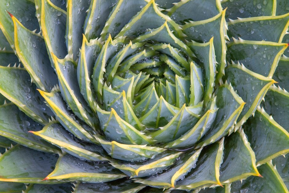 many-leaved aloe