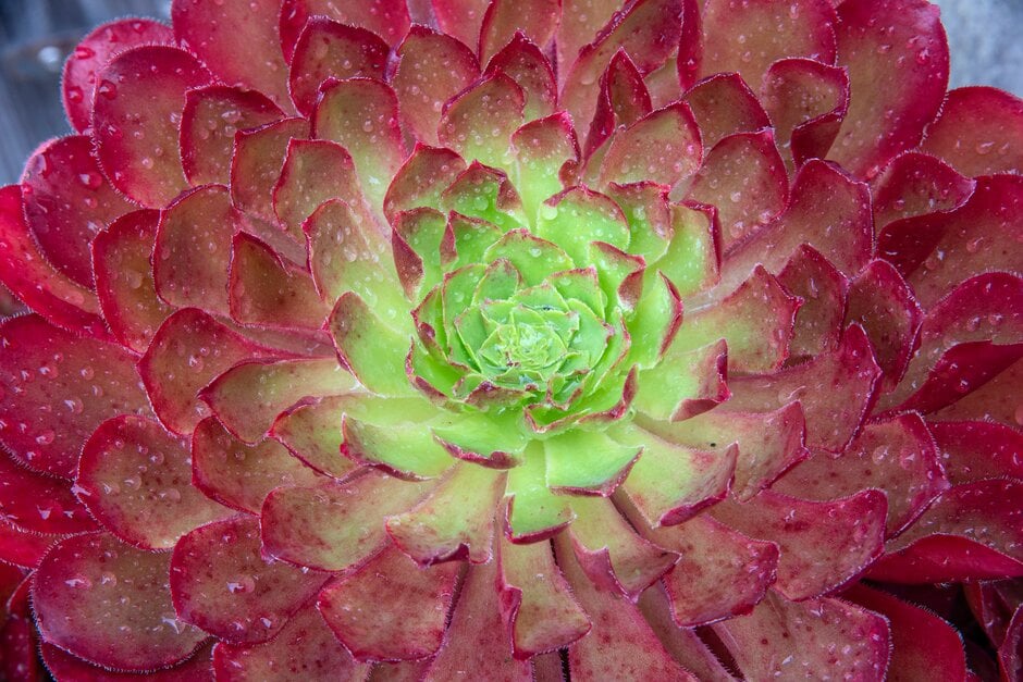 × <em>Semponium</em> 'Sienna'