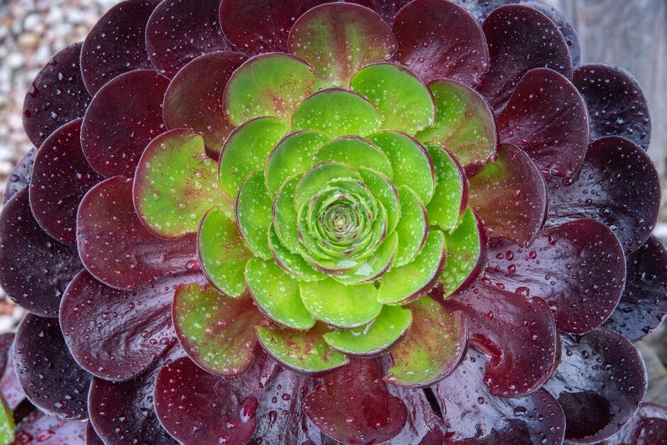 × <em>Semponium</em> 'Destiny'