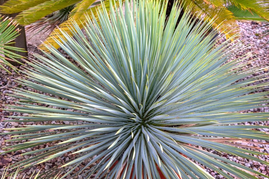 beaked yucca