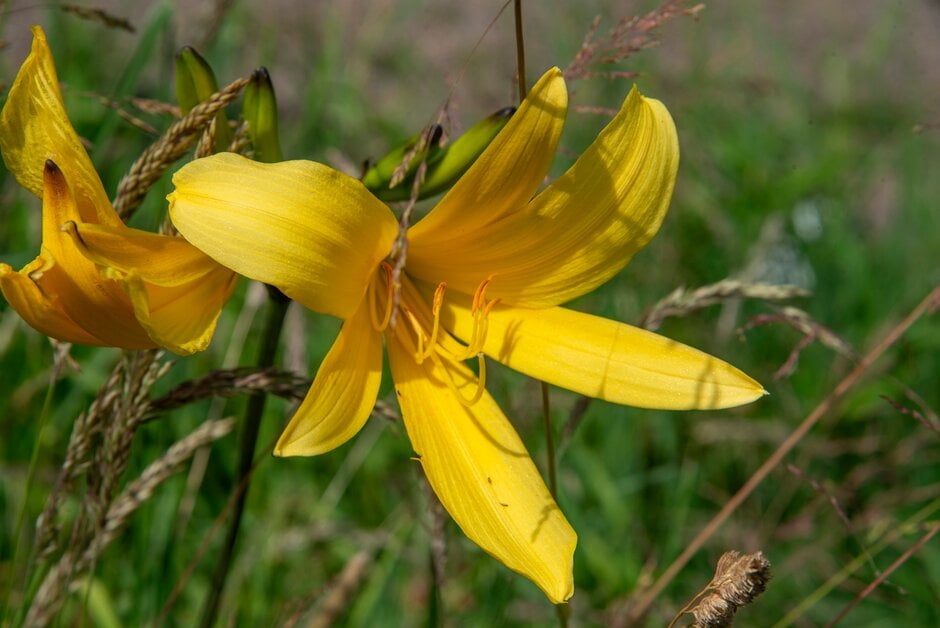 daylily 'High Tor'