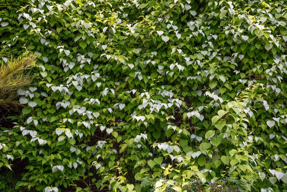 silver vine