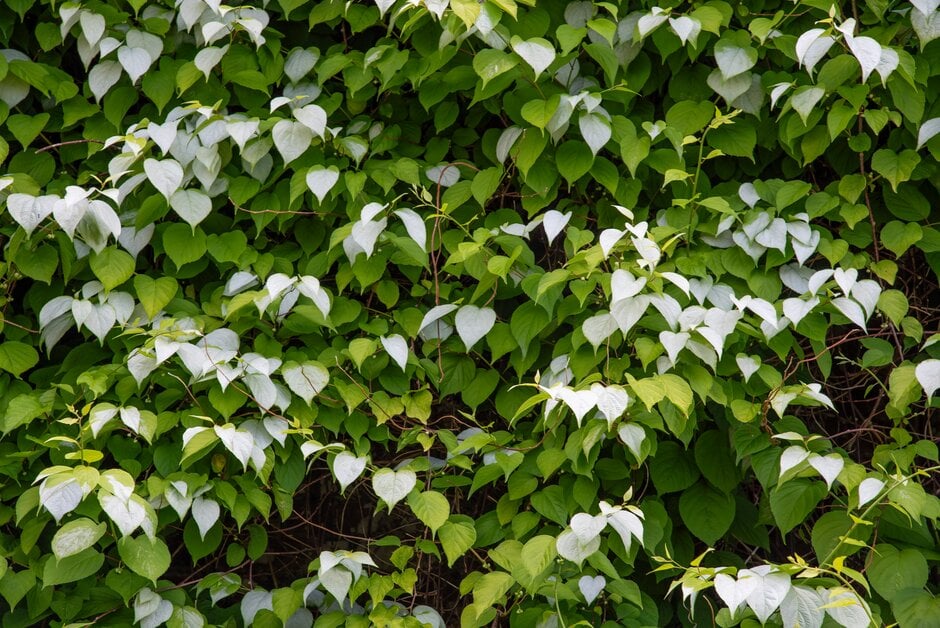 silver vine