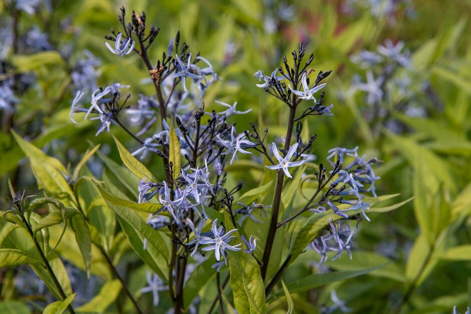 eastern bluestar