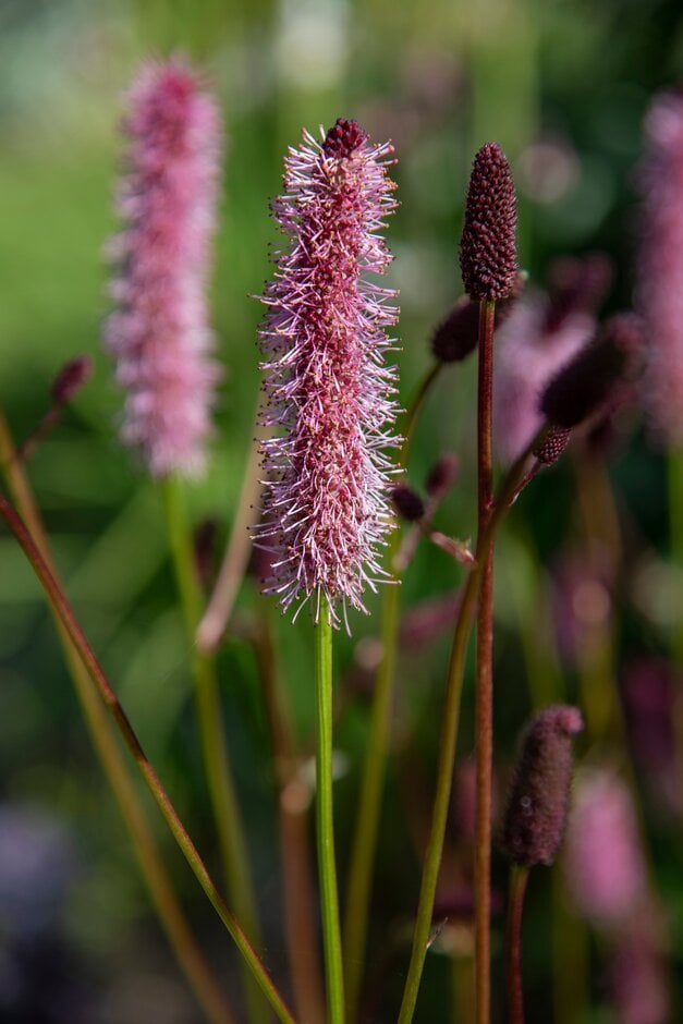 burnet 'Wake Up'