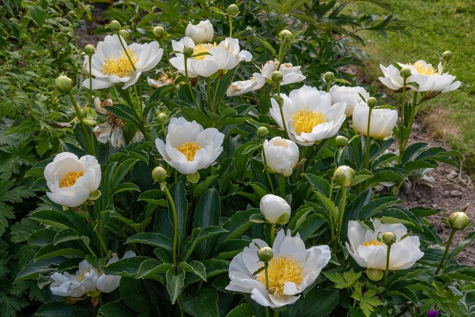 peony 'Jan van Leeuwen'