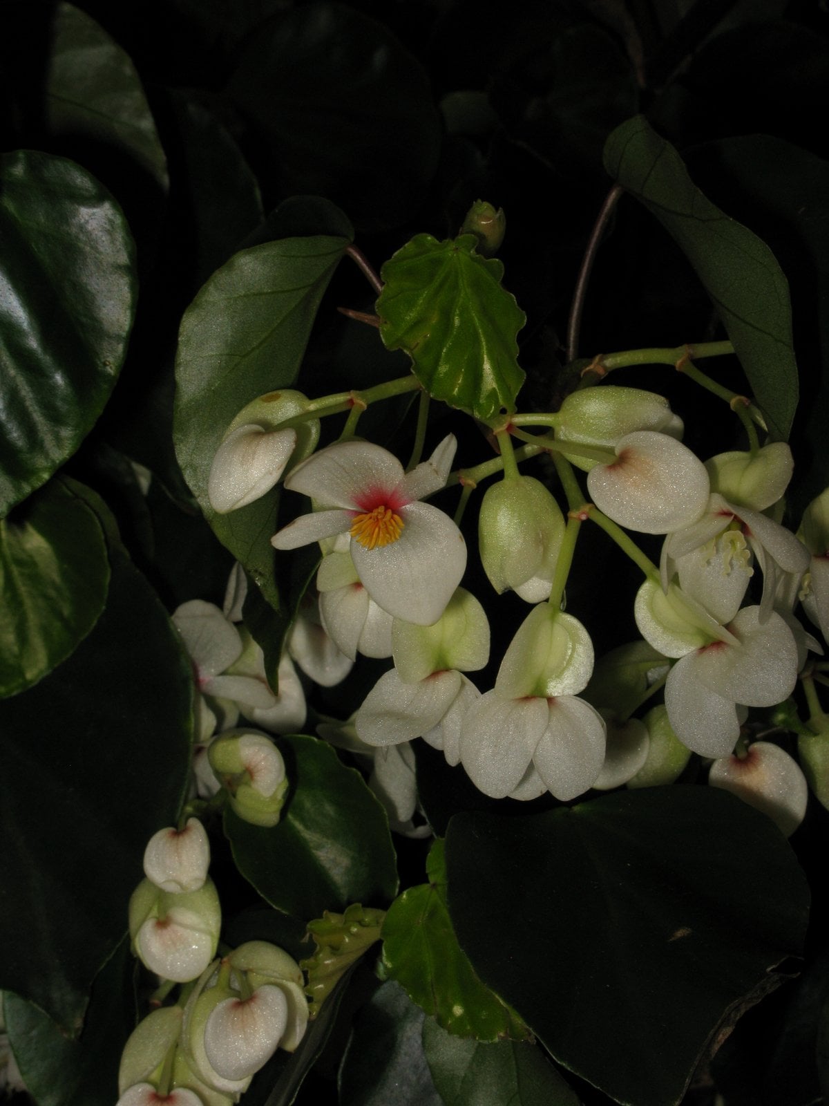 Brazilian heart begonia