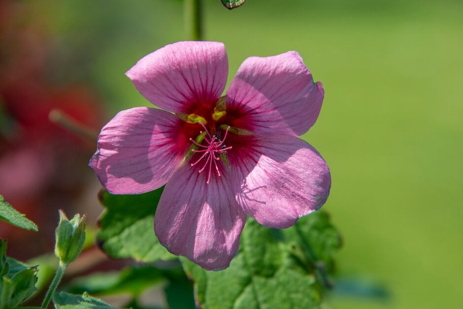 African mallow 'El Rayo'