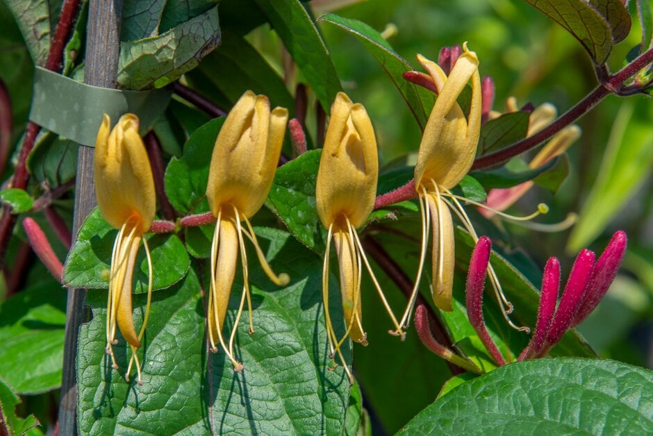 <i>Lonicera</i> <i>japonica</i> 'Purple Queen'