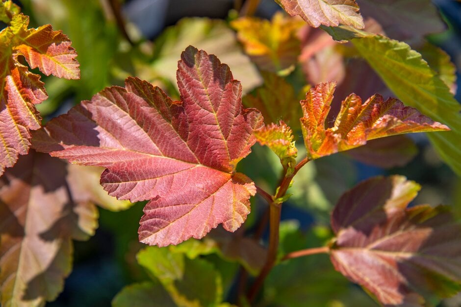 ninebark [Amber Jubilee]
