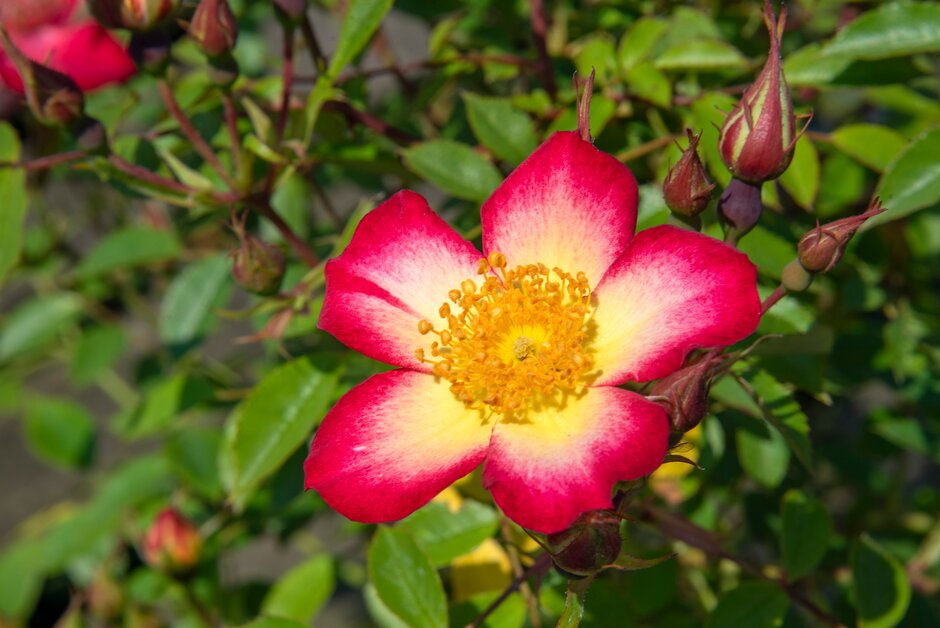 rose [Starry Eyed]
