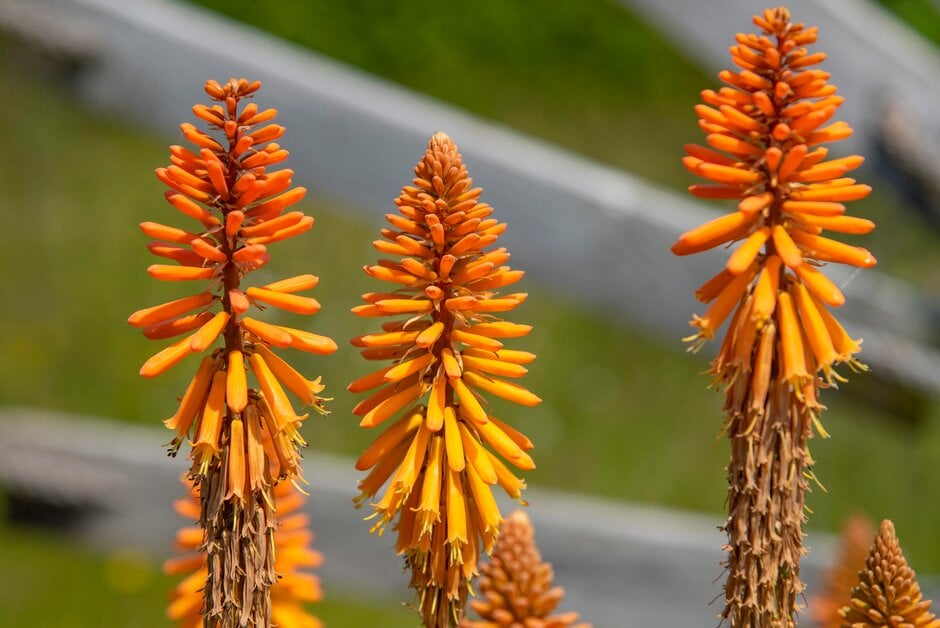 red-hot poker 'Fiery Fred'
