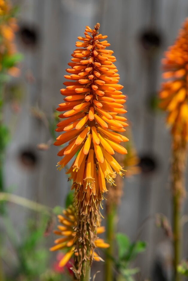 red-hot poker 'Fiery Fred'